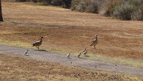 iNaturalist: (c) Gordon Hurley, some rights reserved (CC BY-NC), uploaded by Gordon Hurley iNaturalist image