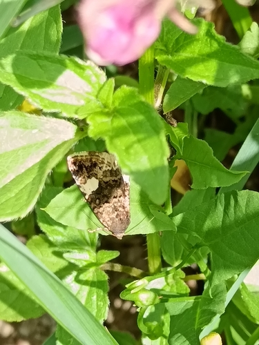 Four-spotted Moth