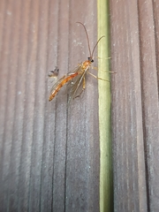 Ophioninae