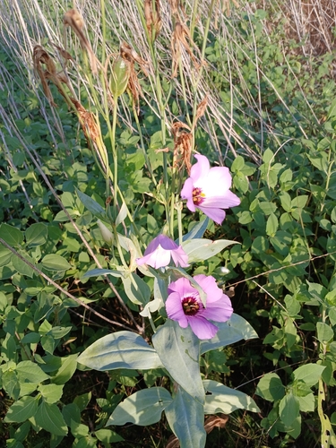 showy prairie gentian
