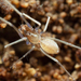 Cave Spiders - Photo (c) Ryosuke Kuwahara, some rights reserved (CC BY-NC), uploaded by Ryosuke Kuwahara