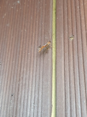 Ophioninae