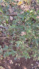 Searsia pentheri