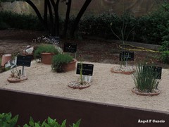 Allium guttatum guttatum