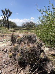 Echinocereus acifer
