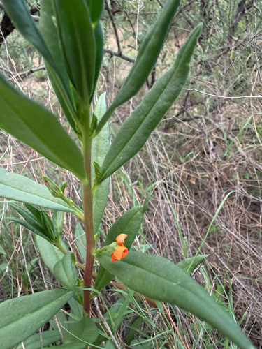 Orange Flameflower