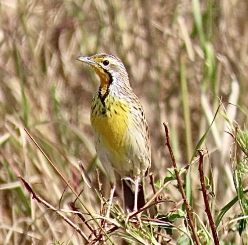 Pangani Longclaw (Macronyx aurantiigula), photo 10