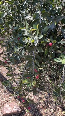 Mystroxylon aethiopicum, photograph author not stated, no rights reserved