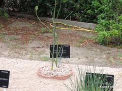 Allium guttatum guttatum