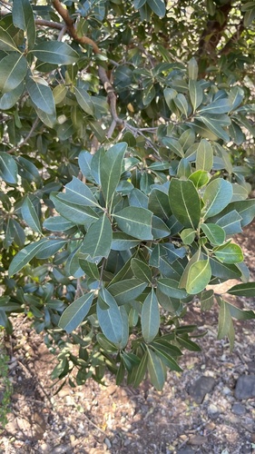 Sideroxylon inerme, photograph 6