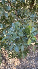 Sideroxylon inerme, photograph author not stated, no rights reserved