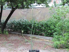 Allium guttatum guttatum