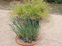 Allium schmitzii