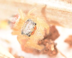 Phidippus pius
