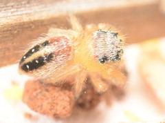 Phidippus pius