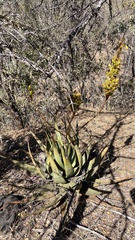 Aloe wickensii, photograph author not stated, no rights reserved