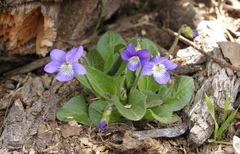 Viola fimbriatula