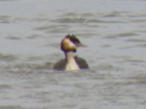 iNaturalist image