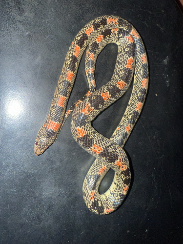 Long-nosed Snake