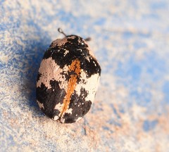 Anthrenus thoracicus