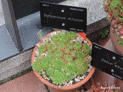 Sempervivum minutum