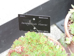 Sempervivum vicentei