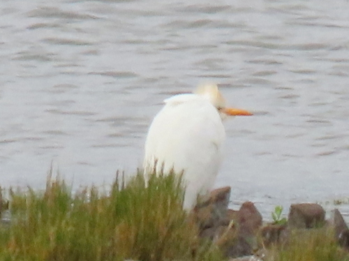 iNaturalist: (c) Gigi Laidler, some rights reserved (CC BY-NC), uploaded by Gigi Laidler iNaturalist image