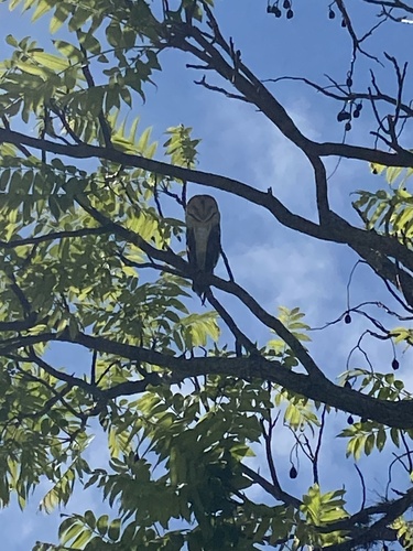 American Barn Owl