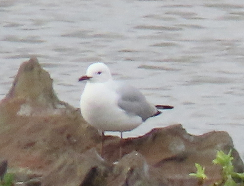 iNaturalist image