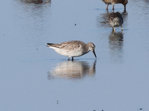 iNaturalist: (c) jugbayjs, some rights reserved (CC BY-NC), uploaded by jugbayjs iNaturalist image