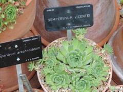 Sempervivum vicentei