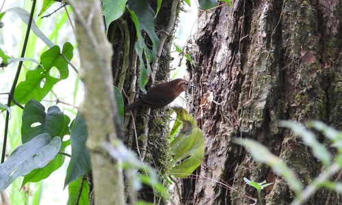Rufous-browed Wren (Troglodytes rufociliatus), photo 4