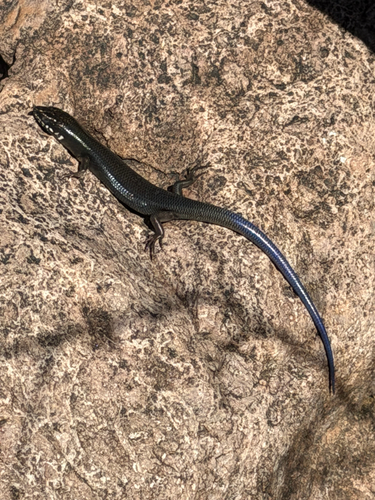 Great Plains Skink