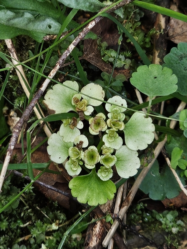 Alternate-leaved Golden Saxifrage