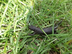 Pleurodelinae
