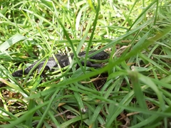 Pleurodelinae
