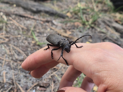 Weaver beetle