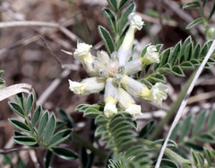 Sophora nuttalliana