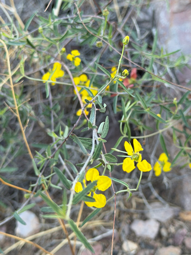 slender janusia