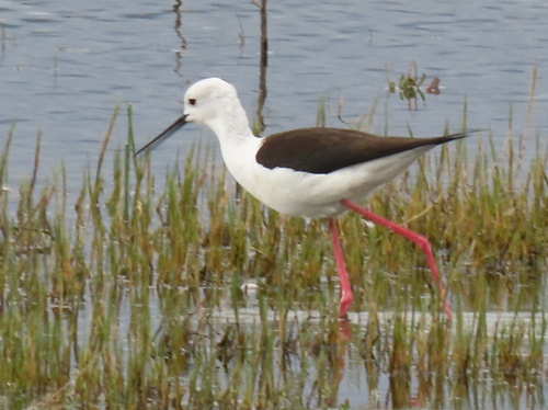 iNaturalist: (c) Gigi Laidler, some rights reserved (CC BY-NC), uploaded by Gigi Laidler iNaturalist image