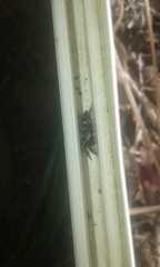 Latonigena