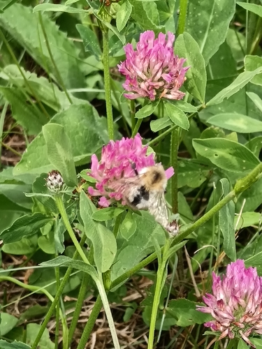 Common Carder Bumble Bee
