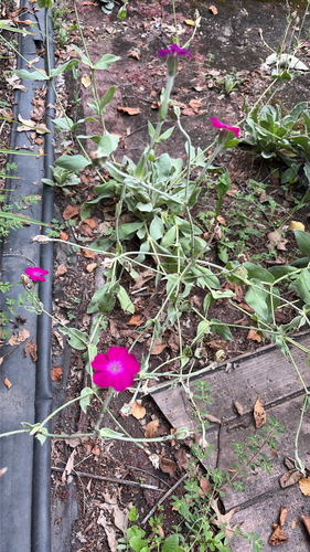Rose campion