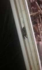 Latonigena