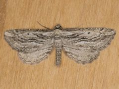 Hulstina wrightiaria