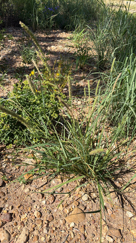 plains bristlegrass