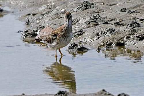 iNaturalist image