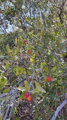 Mystroxylon aethiopicum, photograph author not stated, no rights reserved