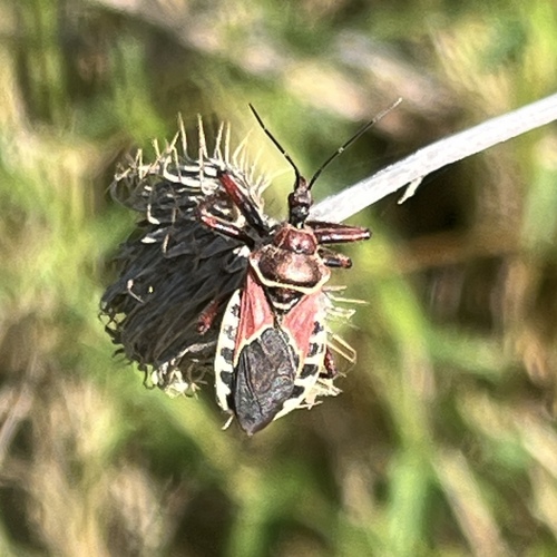 Plains Bee Assassin