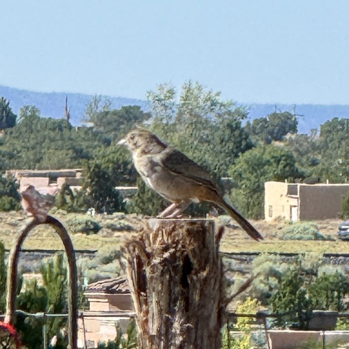 Canyon Towhee